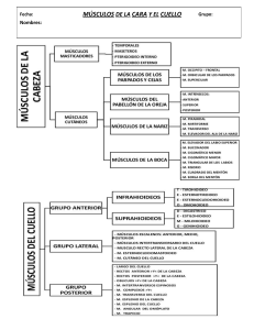 13 03 2023.  TALLER MÚSCULOS CARA Y CUELLO