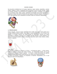 ANATOMIA VICSERO CRANEO