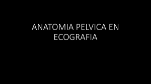 ANATOMIA PELVICA EN ECOGRAFIA