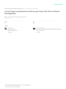 Low Voltage SEM of Marine Dinoflagellates Theca