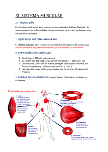 SISTEMA MUSCULAR RESUMEN PDF