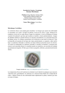 Microhongo Verticillium: Enfermedad y Control Biológico