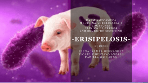 ERISIPELIOSIS