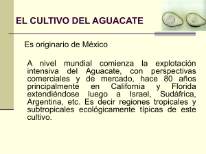 CUL. DEL AGUACATE PARTE 1