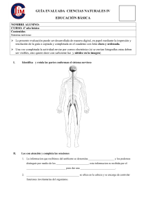 prueba sistema nervioso lunes 2  de septiembre 2024