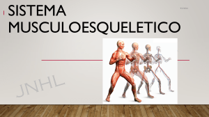 Sistema Musculoesquelético: Anatomía y Funciones