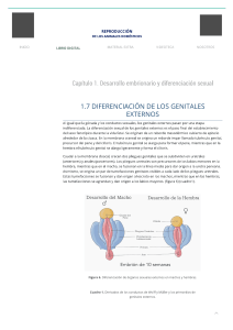 aparatos reproductores bovinos