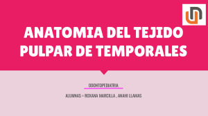 ANATOMIA DEL TEJIDO PULPAR DE TEMPORALES