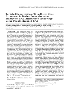 E-Cadherin Gene Suppression in Bovine Embryos via RNAi