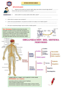 EDA 5 Guía 4  El sistema nervioso humano  Exp de A (5) 2do (1)