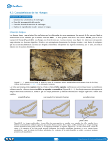 4.02  Características de los Hongos