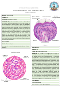 Dibujo de laminas - HISTOLOGIA - IICICLO-1