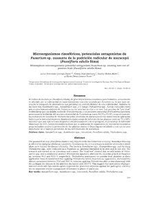 microorganismos rizofericos potenciales