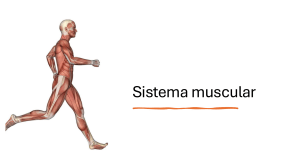 Sistema Muscular 10-4 (2)