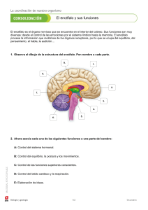 Hoja de Trabajo del Cerebro Humano: Estructura y Funciones