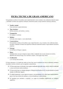 Ficha Técnica: Grass Americano - Cuidado y Características