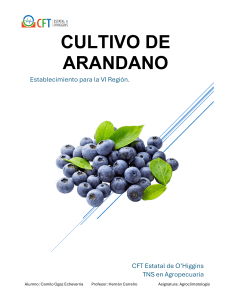 Cultivo de Arandanos