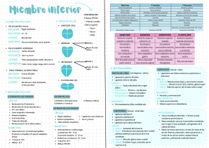 Anatomía del Miembro Inferior: Pelvis y Pie