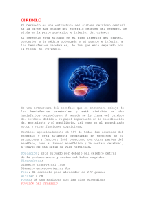 Cerebelo: Anatomía, Función y Configuración