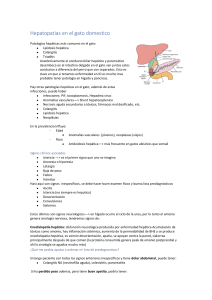 Hepatopatías en Gatos: Guía de Enfermedades Hepáticas