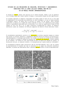 Estudio de Invasión de Células Tumorales MDA-MB-231 en Ratones