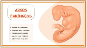 arcos faringeos