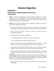 Guía Anatomía de sistema digestivo