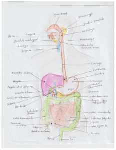 dibujo sisema digestivo