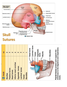 CranialStructure 2