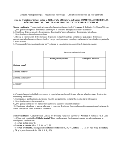 Guía de trabajos prácticos sobre la bibliografía obligatoria del tema Funciones Ejecutivas-Asimetría cerebral.