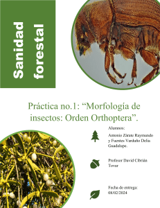 Morfología de Insectos Orthoptera: Informe de Práctica