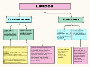 Lípidos: Clasificación y Funciones | Diagrama Bioquímica