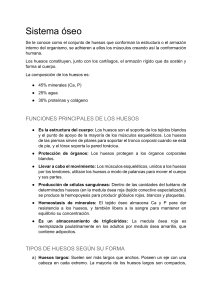 Sistema Óseo: Composición, Funciones y Tipos de Huesos