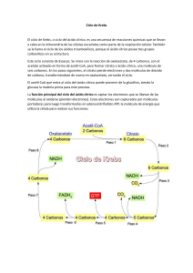 Ciclo de Krebs