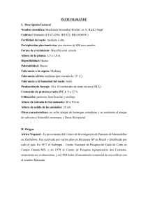 Pasto Marandú: Características, Origen y Manejo