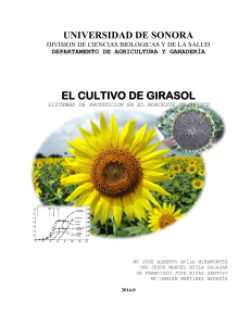 EL CULTIVO DE GIRASOL (1)