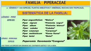 FamiliaPiperaceaeestudiofarmacobotanicodePiperangustifolium