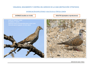 Criterios diferenciación edad Tórtola común (2)