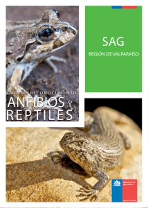 Guía de Anfibios y Reptiles de Valparaíso, Chile