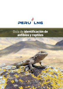 Guía de Identificación de Anfibios y Reptiles: PERU LNG