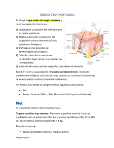 Tejido Tegumentario: Estructura y Funciones de la Piel