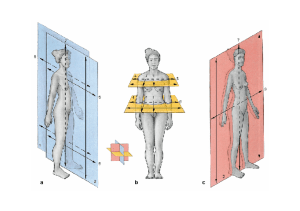 Anatomical Planes Illustration