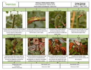 Rose Phenological Scale: Development Stages