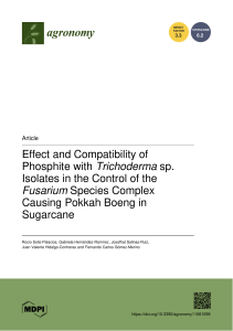 Phosphite & Trichoderma for Fusarium Control in Sugarcane