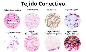 Connective Tissue Types: A Visual Guide