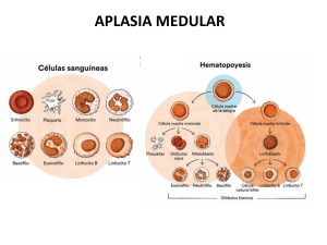 Aplasia Medular: Definición, Diagnóstico y Tratamiento