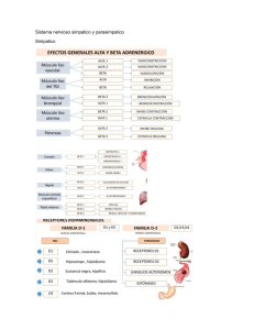 Sistema Nervioso Simpático y Parasimpático: Resumen Farmacológico