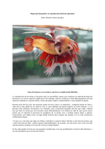 Reproducción del Betta Splendens: Guía Fotográfica