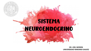 Hipotálamo: Núcleos y Áreas | Neurociencia