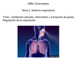 Respiratory System: Ventilation, Gas Exchange & Regulation